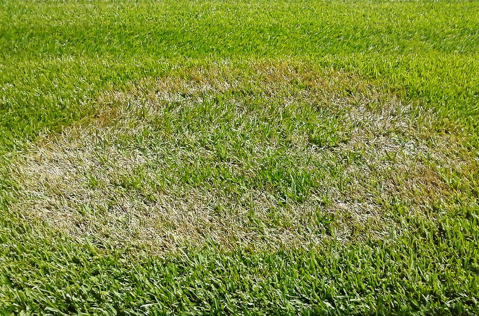 Lawn showing brown patch fungus
