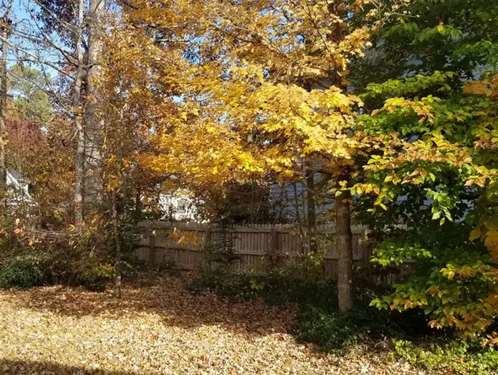 Before property cleanup — tangled brush and overgrowth